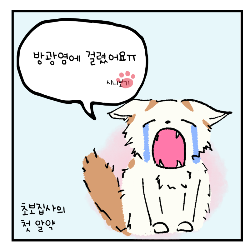 고양이 방광염 증상｜잦은 소변부터 혈뇨까지, 히보기 병원 다녀온 후기