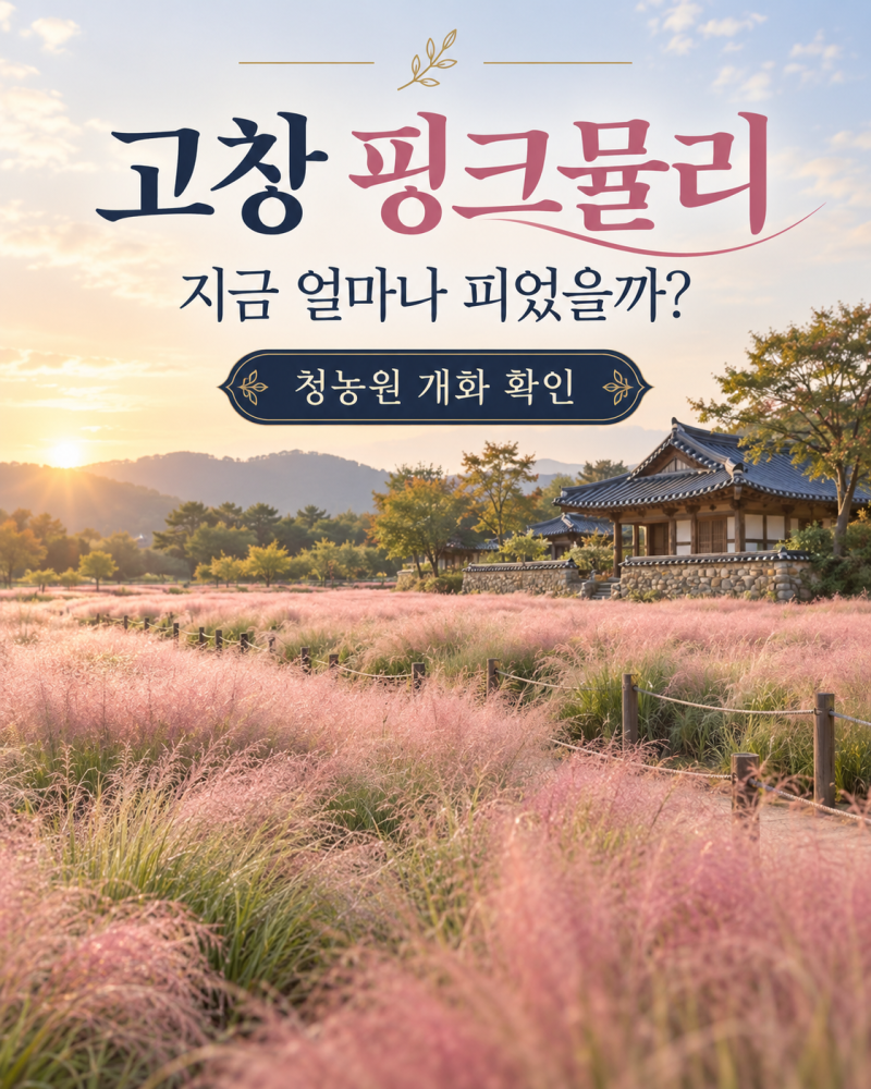 고창 핑크뮬리 지금 얼마나 피었을까? 청농원 개화·입장료·포토존