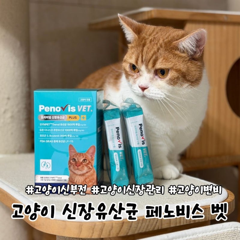 고양이신부전 페노비스 신장 유산균으로 챙기기!