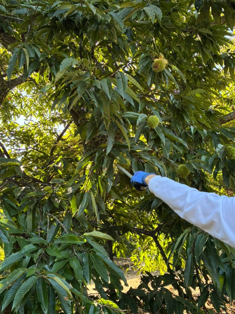 인천 강화 아이랑 가볼만한 곳 밥줍기 고구마 체험 연화농원