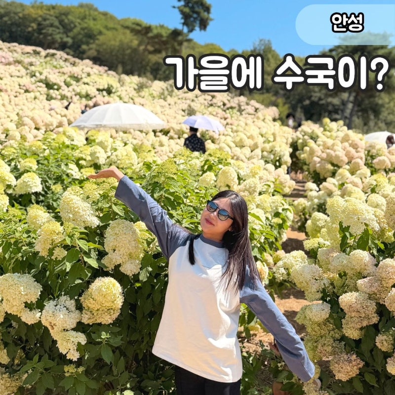 "10월까지 수국 볼 수 있다고?" 안성 용설 구월의 유럽수국 축제 개화 상황