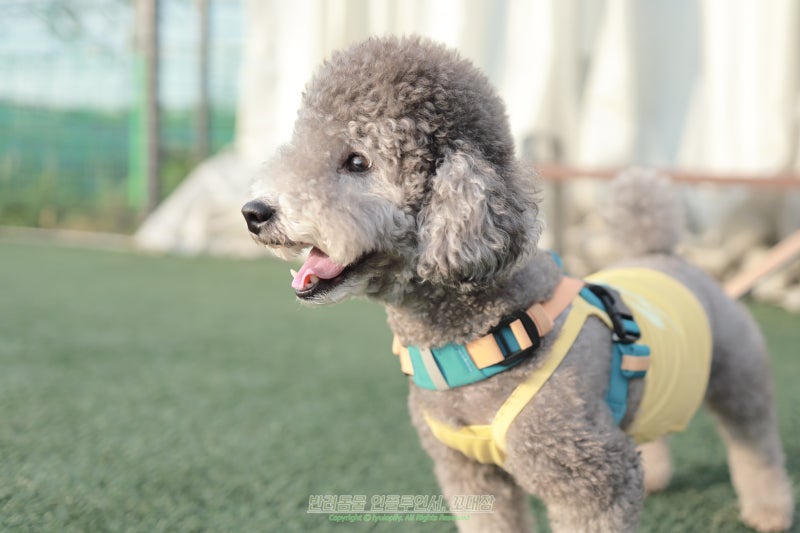강아지 똥색깔, 검은색 노란색 붉은색까지 의미가 다를까?