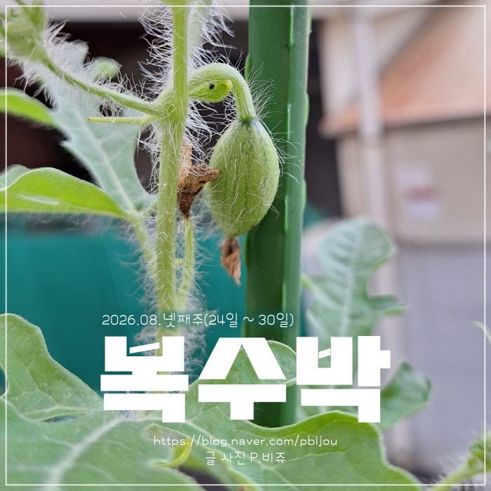 화분 수박 키우기, 8월 말 뒤늦게 수정된 아기 수박 과연 익을 수 있을까요?