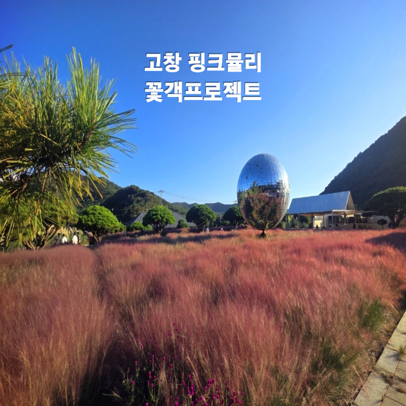[고창 꽃객프로젝트] 핑크뮬리｜몇 년 만에 다시 가보니 더 커진 가을 꽃정원(입장료, 주차, ....