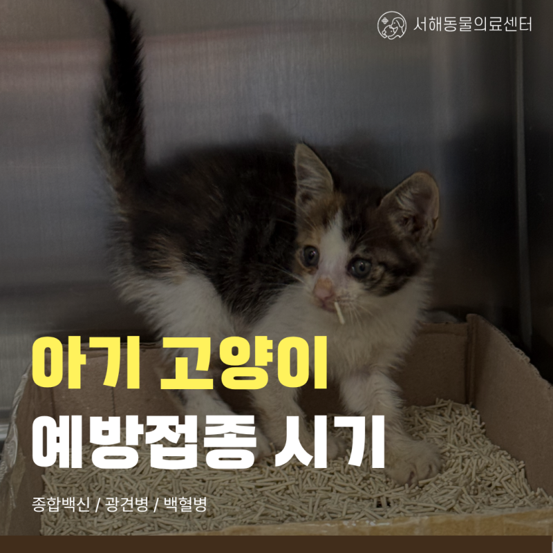 인천 아기 고양이 예방접종은 언제 맞을까? 서해동물병원