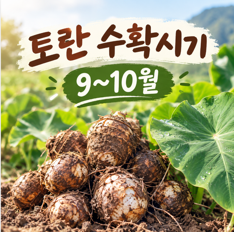 토란 따는 시기 언제일까? 수확방법부터 가격·손질·요리까지