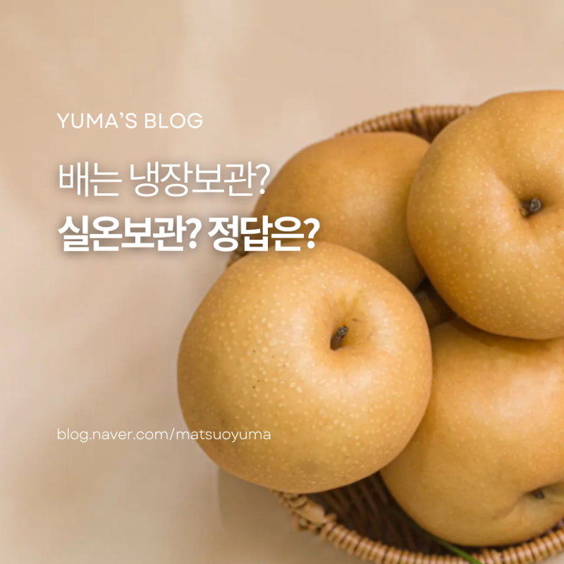 배 보관법 냉장고에 넣는법! 배 오래 보관하는 방법 총정리
