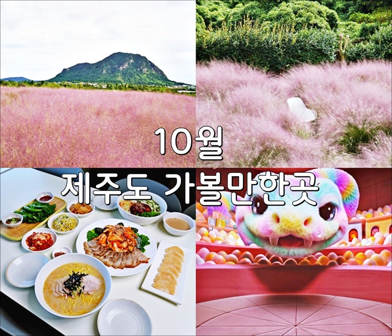 10월 제주도 가볼만한곳 제주 핑크뮬리 명소 마노르블랑 코스