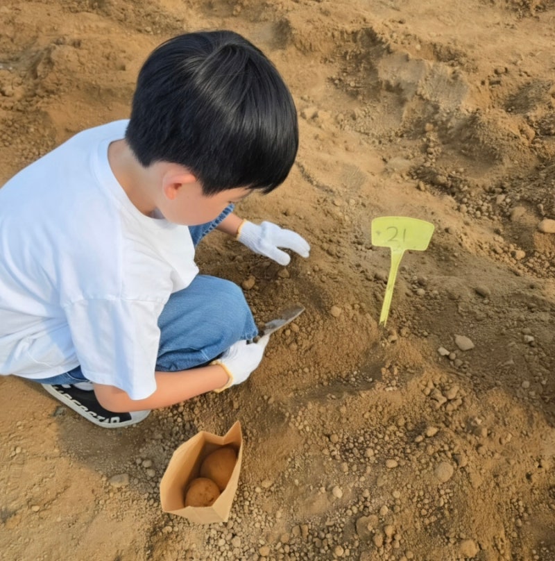 용인 아이와 가볼만한 곳 헤븐온어스 체험농장(+감자캐기 체험)