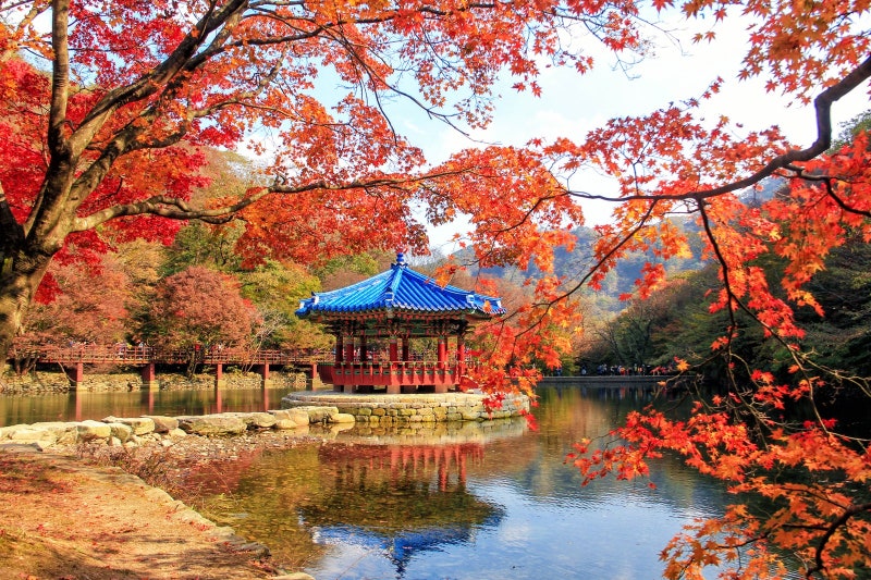 정읍 내장산 단풍 절정 코스, 우화정 아침 물안개와 셔틀버스 환승 및 케이블카 발권 팁