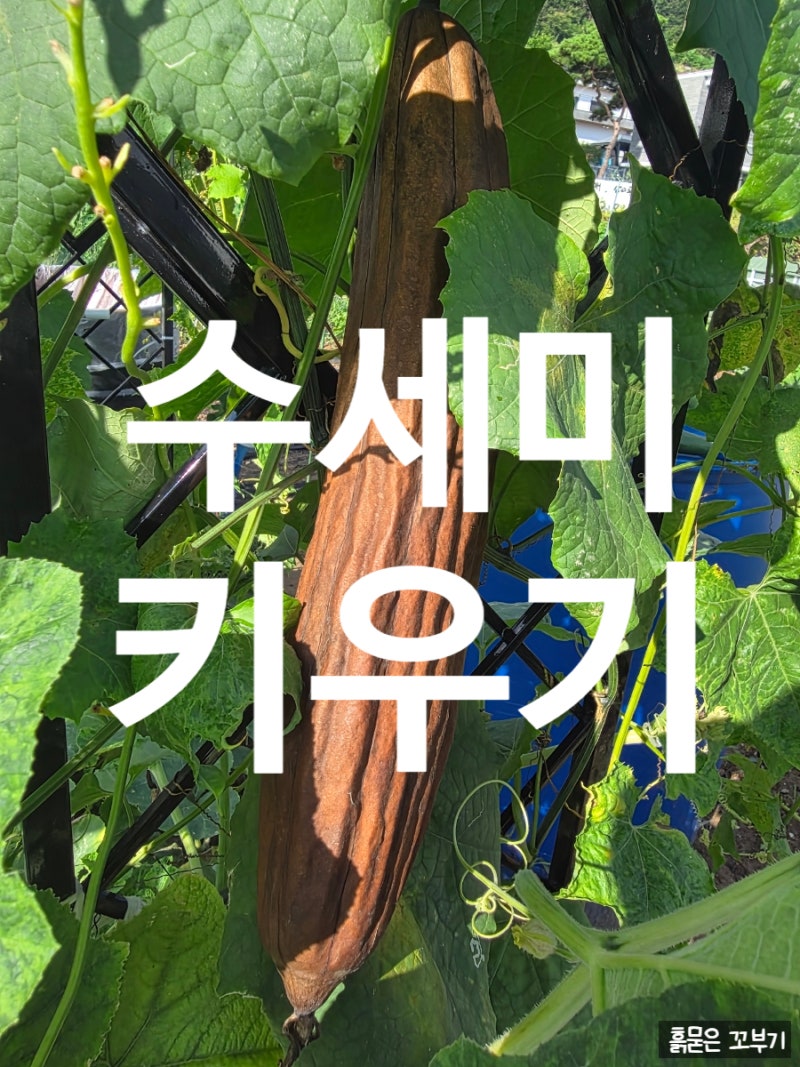 수세미 키우기부터 효능까지! 가을 텃밭에 찾아온 노란 꽃잔치와 수세미 먹는 법