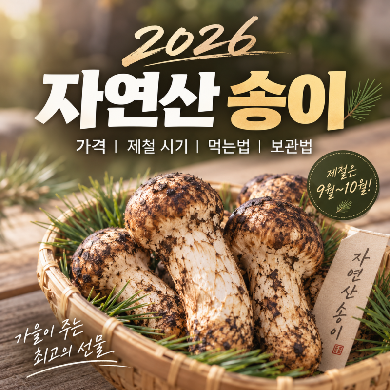 2026 자연산 송이 가격, 1kg 선물세트 시세와 제철 시기·먹는법·보관·요리 총정리