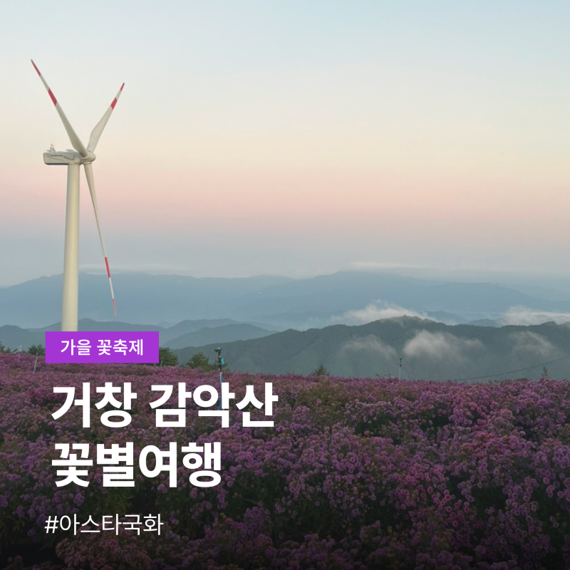 거창 감악산 축제 아스타국화 꽃별여행 풍력단지 일출 운해 감상