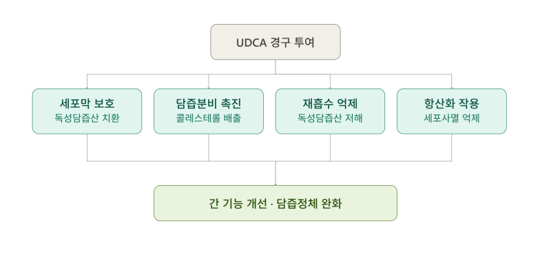 우르소데옥시콜산(UDCA) / 우루사.간경화증.담석증.급만성간질환.담도계질환.담석예방.소화불....