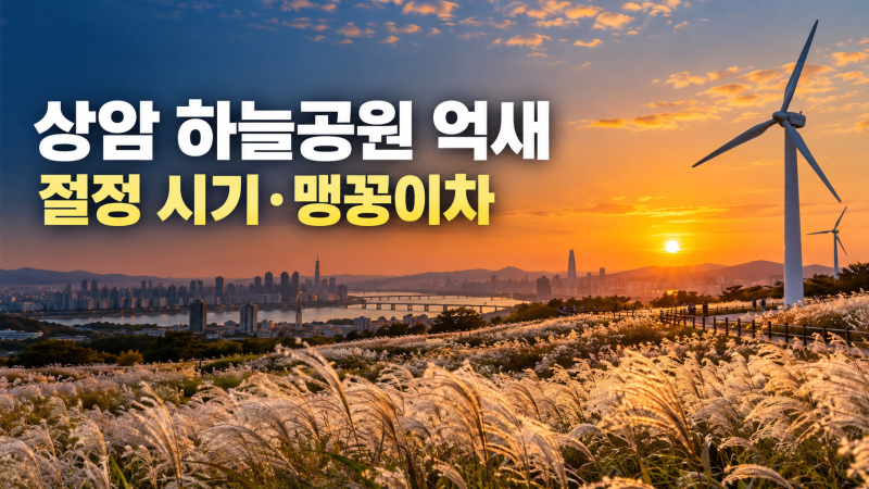 서울 상암 하늘공원 2026, 억새 절정부터 주차·맹꽁이차까지