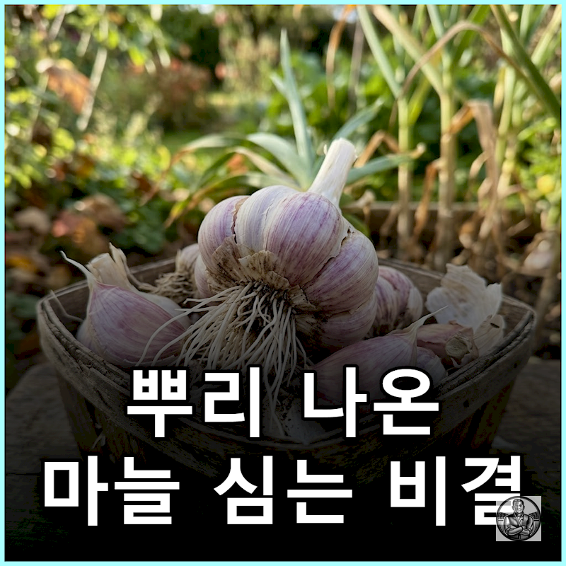 "그냥 푹 꽂으면 망합니다" 뿌리 나온 씨마늘 심는 기준