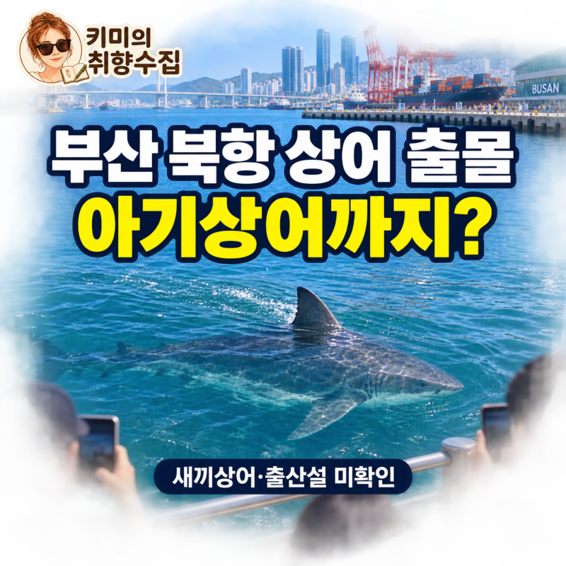 부산 북항 상어 출몰｜아기상어에 엄마상어까지? 1m 물고기 정체와 출산설