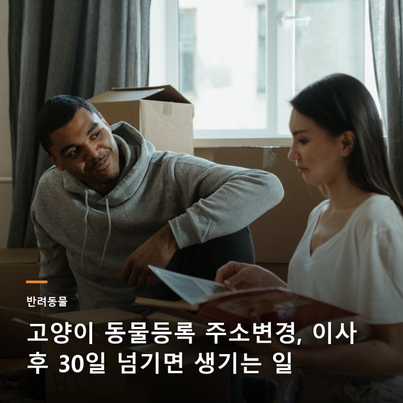 고양이 동물등록 주소변경, 이사 후 30일 넘기면 생기는 일