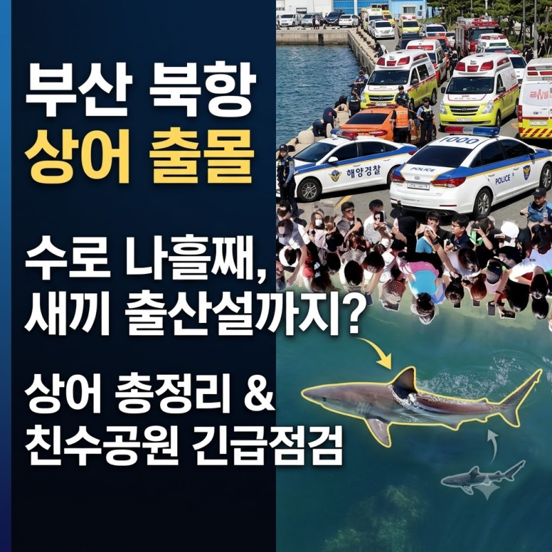 부산 북항 상어 출몰 나흘째, 새끼 출산설까지? 친수공원 수로 상어 총정리
