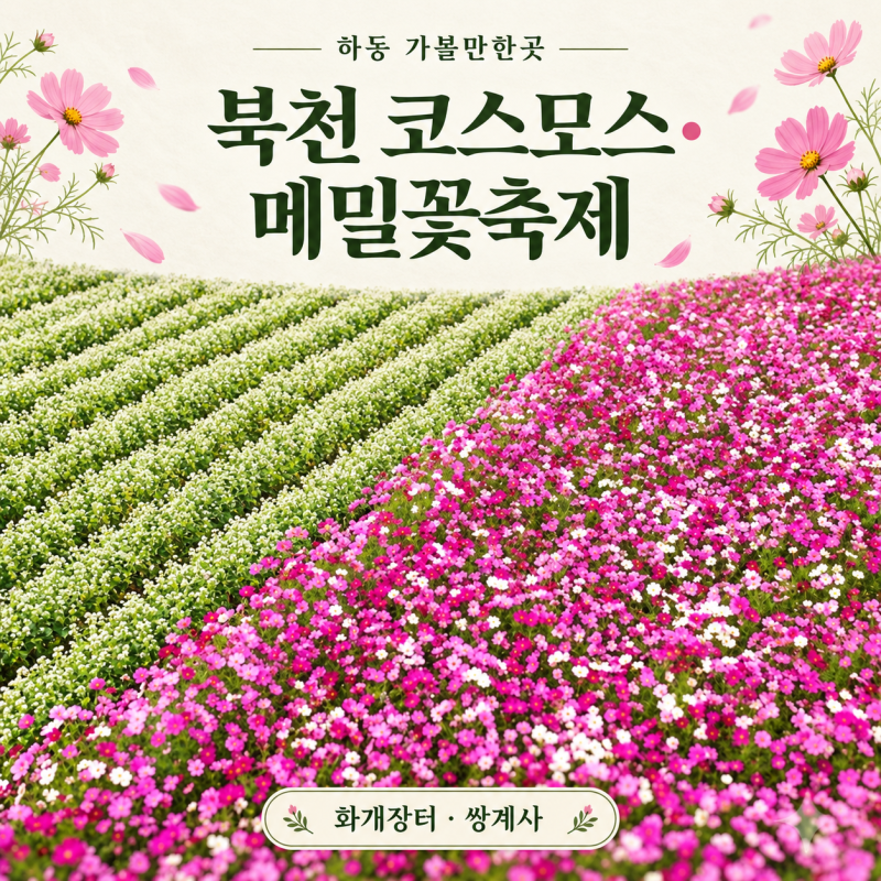 경남 하동 가볼만한곳 북천 코스모스·메밀꽃 축제 2026