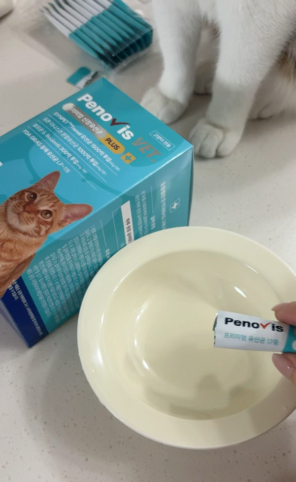 고양이 신장 유산균 페노비스, 고양이 신장결석 겪고 꾸준히 챙기는 아이템