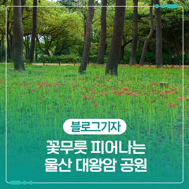 꽃무릇 피어나는 울산 대왕암공원