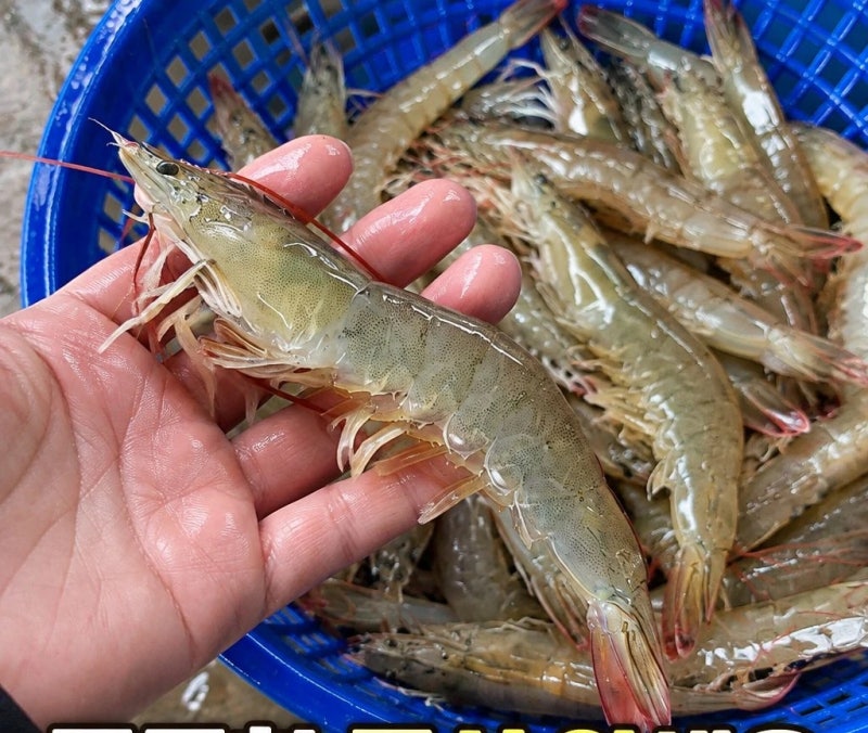 국산 흰다리새우 1kg 왕새우 생새우 활새우 회 제철 손질법