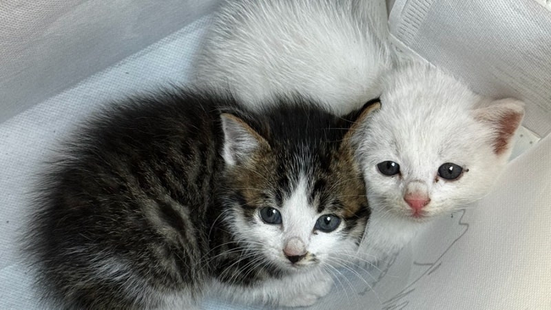 [일상 꿀템추천] 디클펫 자동급식기 AT-210｜고양이 두 마리 1년 사용 후기