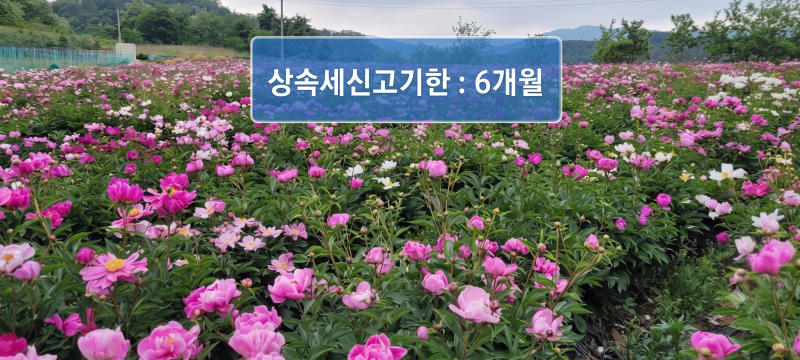 부동산 상속세 신고 기한과 절세 팁 총정리: 감정평가 활용해 절세하는 법