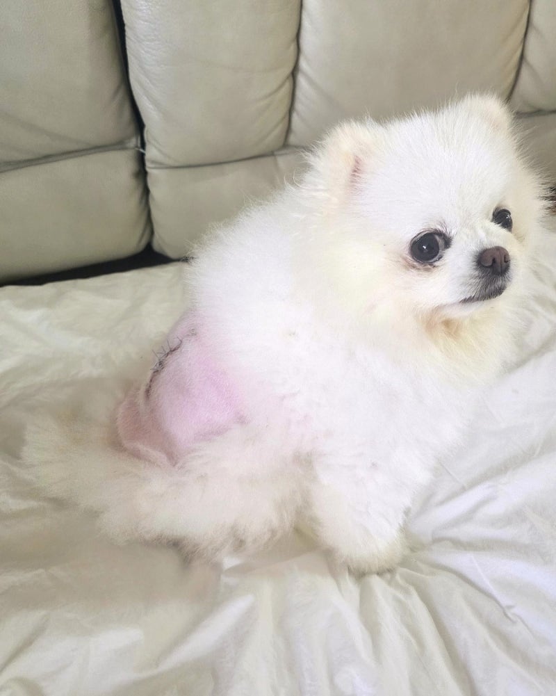 강아지 허리디스크 수술 2주차 후기 걷기 회복과정 수중 런닝 수술 전 3달 했는데 디스크 왜 ....