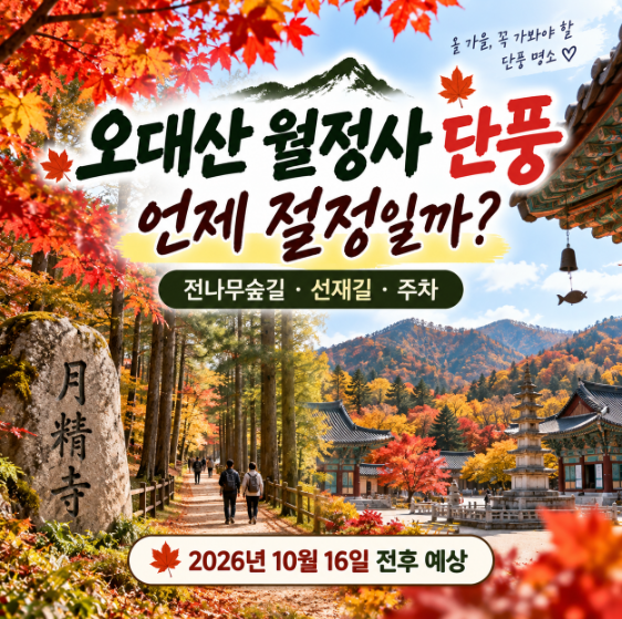 오대산 월정사 단풍 언제 절정일까? 전나무숲길·선재길·주차 총정리