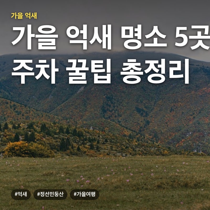 정선 민둥산 등 가을 억새 명소 5곳 개화 시기와 주차 꿀팁