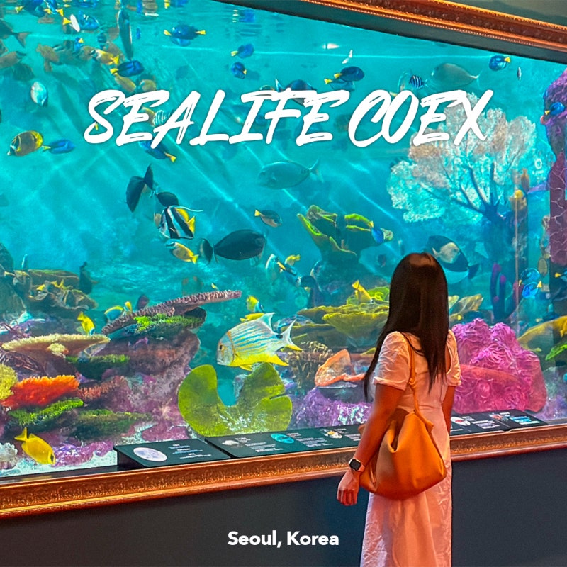 서울 코엑스 놀거리 아쿠아리움 씨라이프 할인 주차 가격 인어쇼 시간