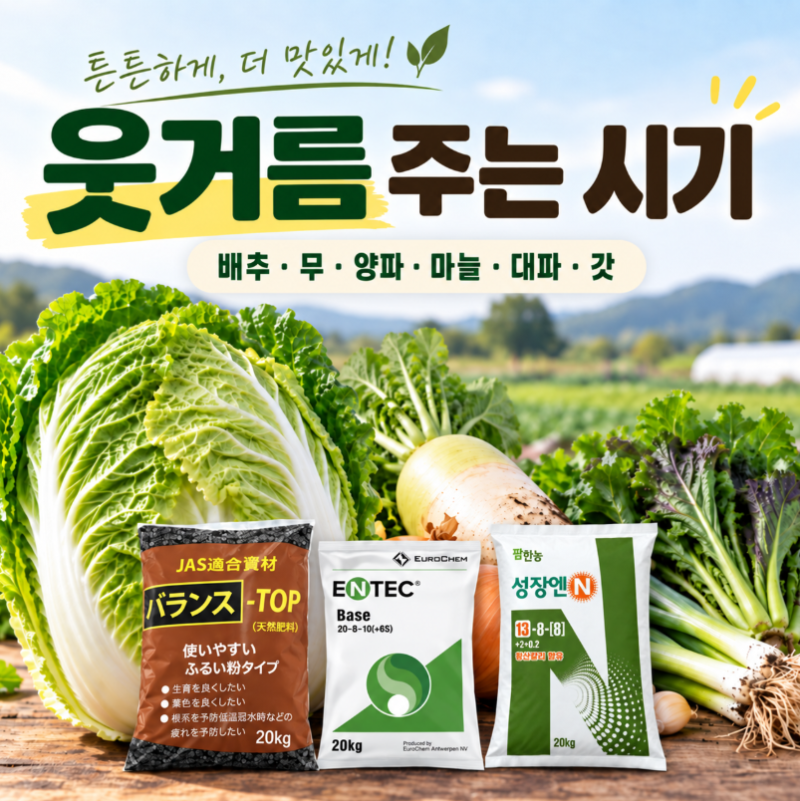 배추 웃거름 주는 시기, 정식 후 15일이 첫 기준｜김장배추 추비 언제 몇 번 줄까?