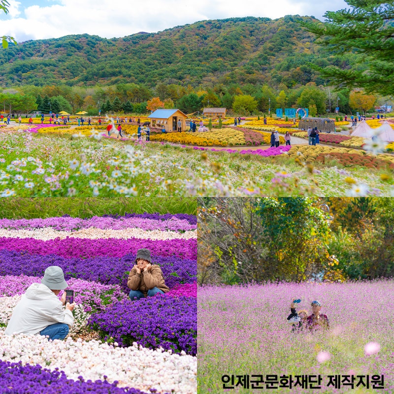 2026 인제 가을꽃축제 강원도 여행지 추천 인제에서 꽃길만 걷자