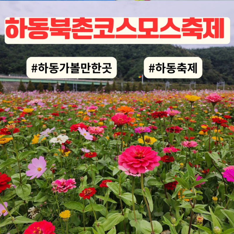 경남 하동 가볼만한곳 2026 하동 북천 코스모스 메밀꽃 축제 기본정보