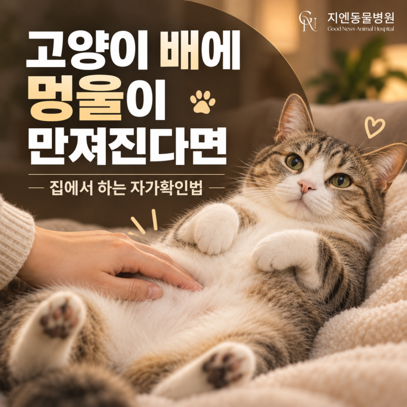 고양이 배 멍울, 유선종양 초기증상과 자가확인법