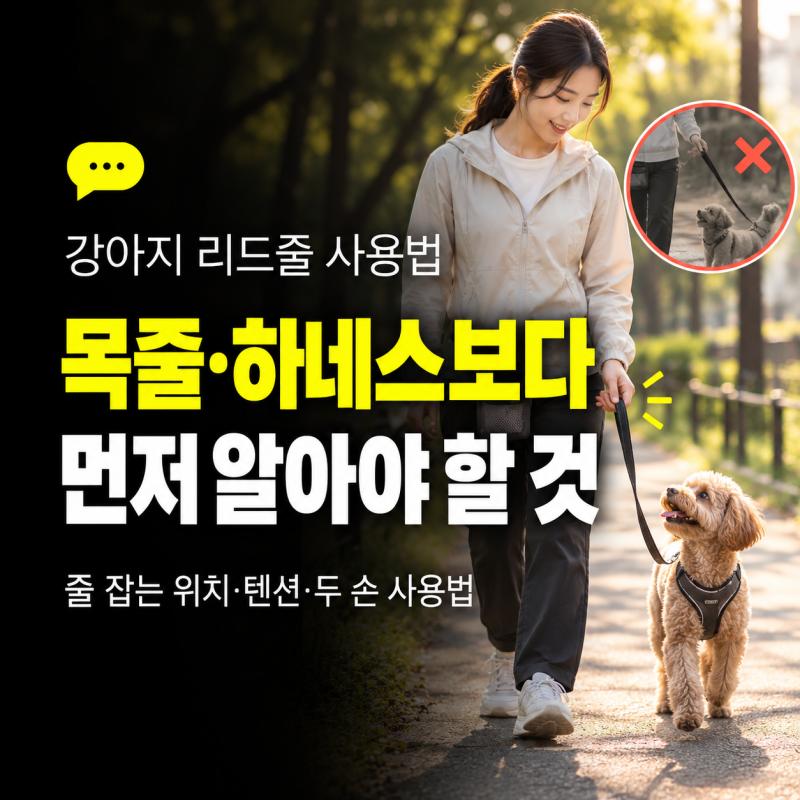 강아지 리드줄 올바르게 잡는 방법, 목줄과 하네스보다 먼저 알아야 할 것