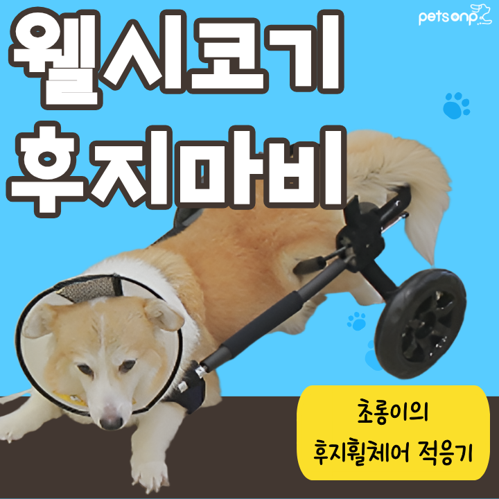 후지마비 웰시코기를 위한 강아지 맞춤 후지휠체어 주문제작 과정