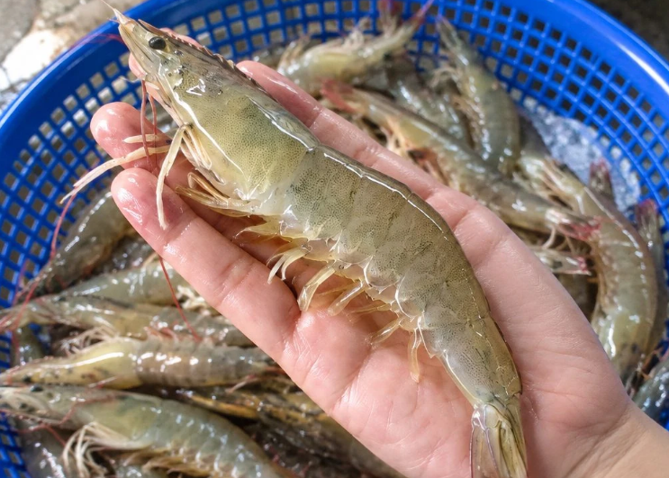 국산 생물 흰다리새우 1kg 구매 후기｜제철 왕새우 손질·보관법