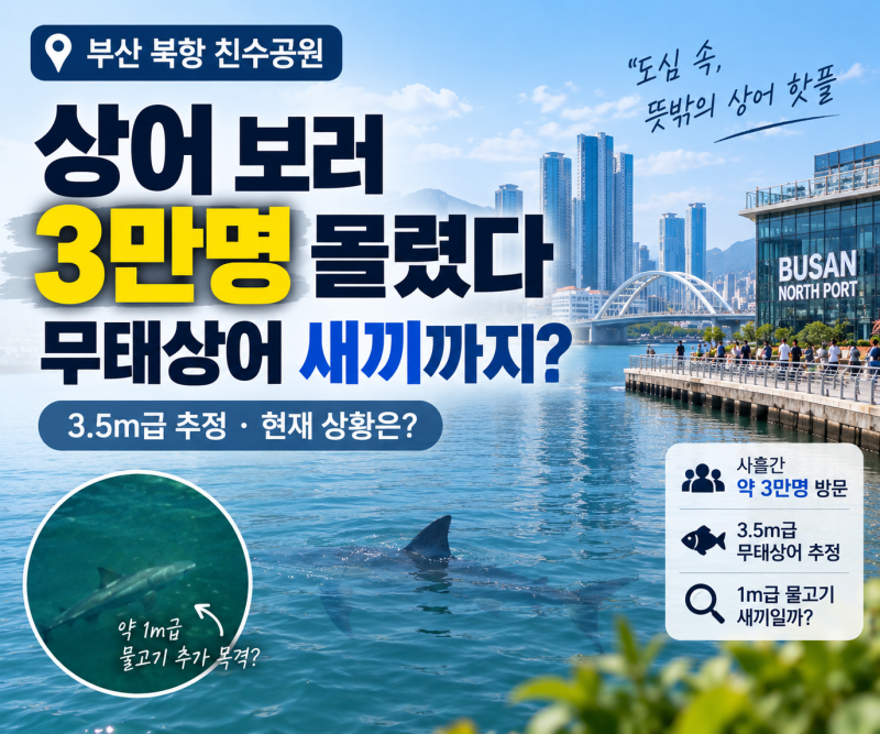 부산 북항 친수공원 상어 '부캉이' 보러 3만명 몰렸다, 무태상어 새끼까지? 지금 현재 상황은?