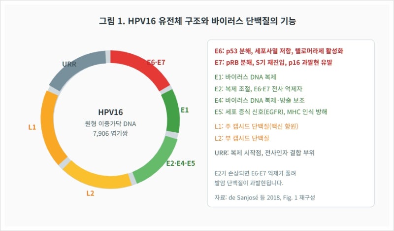 HPV(사람유두종바이러스) 감염에 대하여: 병태생리, 자연경과, 백신, 선별검사, 양성 결과 해....