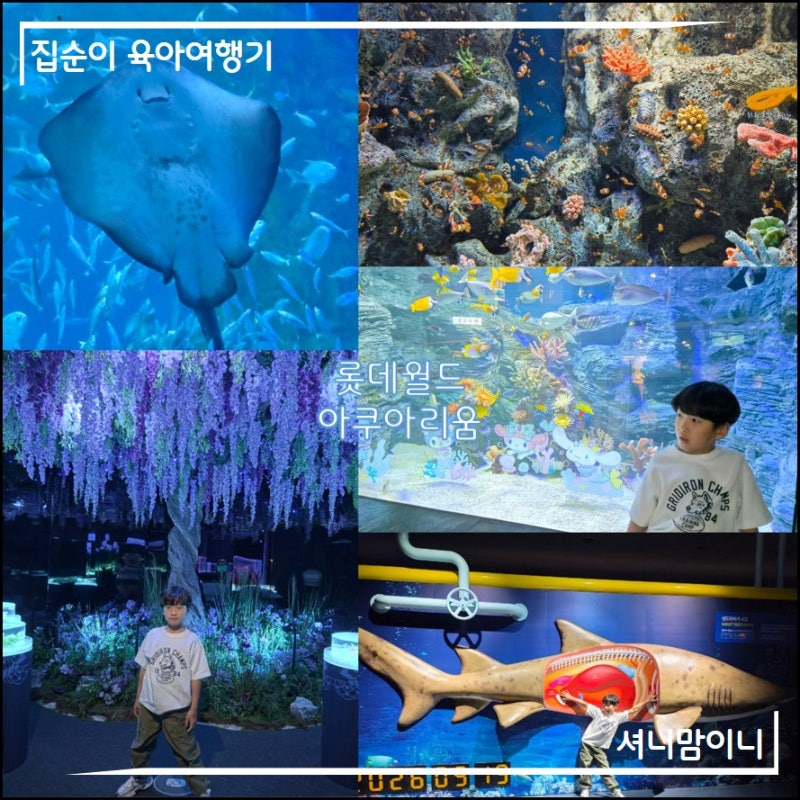 2026年 帶孩子去樂天世界水族館（首爾天空套票優惠）feat. 水光庭園、三麗鷗評論
