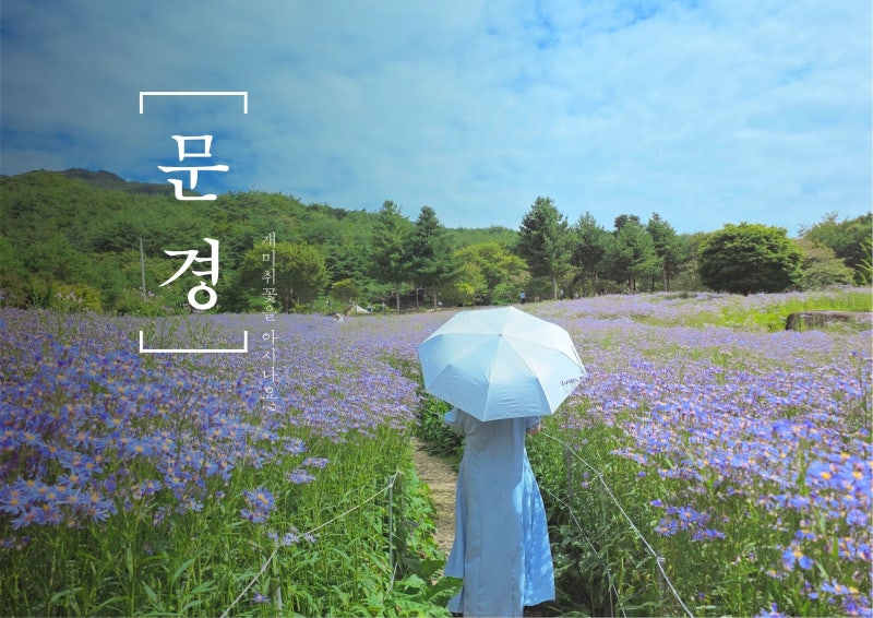 "10월 여행은 어디로?" 문경 가을꽃 여행지, 문희농원 개미취 개화율과 포토존 후기