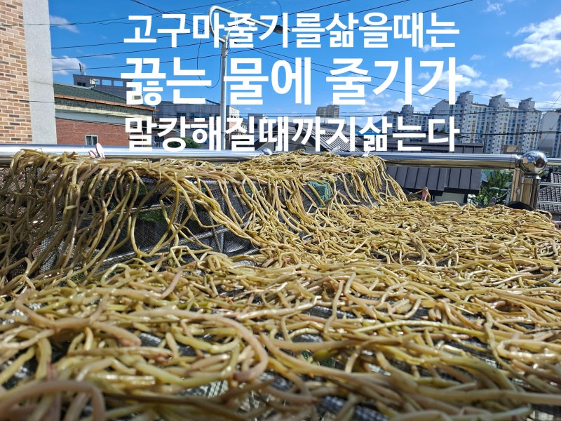 가을걷이/고구마 줄기 말리기