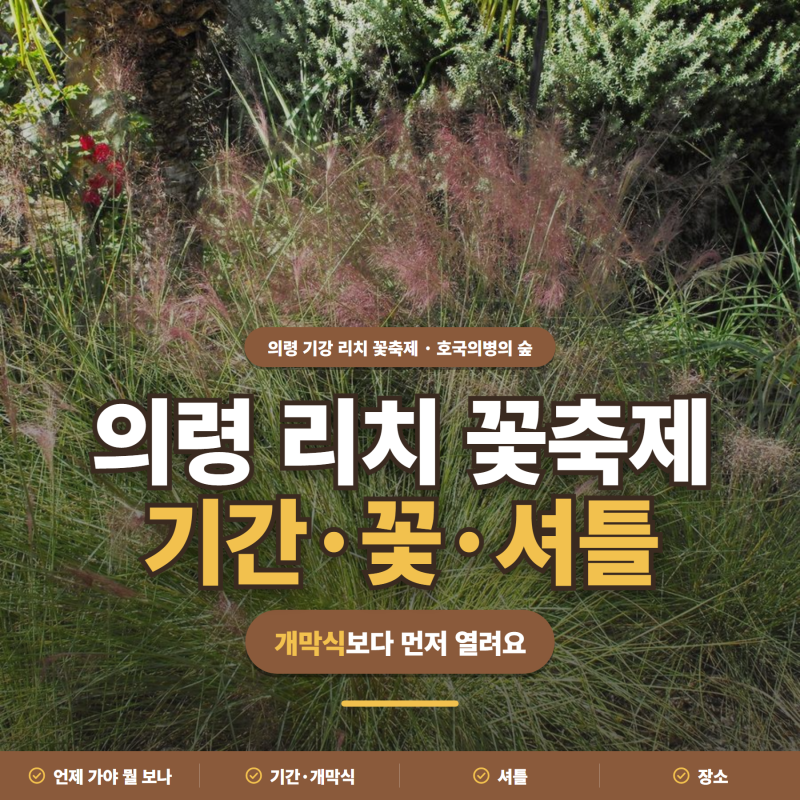 핑크뮬리 명소 축제 추천 ㅣ의령 기강 리치 꽃축제 기간·꽃·셔틀