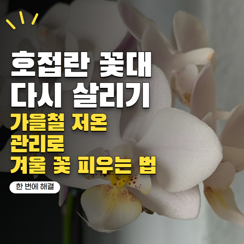 호접란 키우기 꽃대가 다시 안 나온다면? 겨울꽃 피우려면 가을에 해야 할 관리