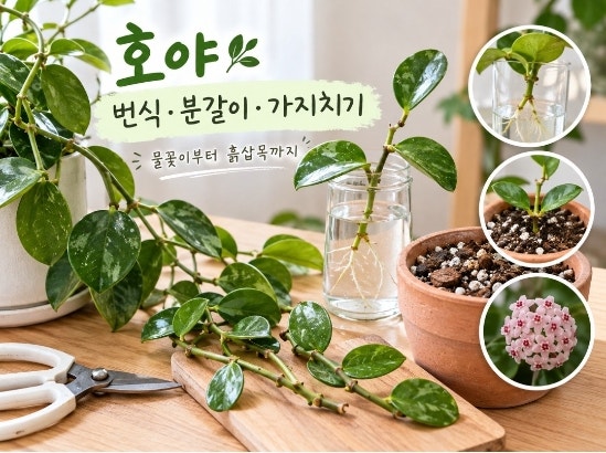 호야 번식·분갈이·가지치기｜물꽂이부터 흙삽목까지 정리