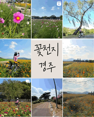 [경주라이딩] 꽃이 다 했던 가을 경주 자전거 여행 |백일홍부터 코스모스까지