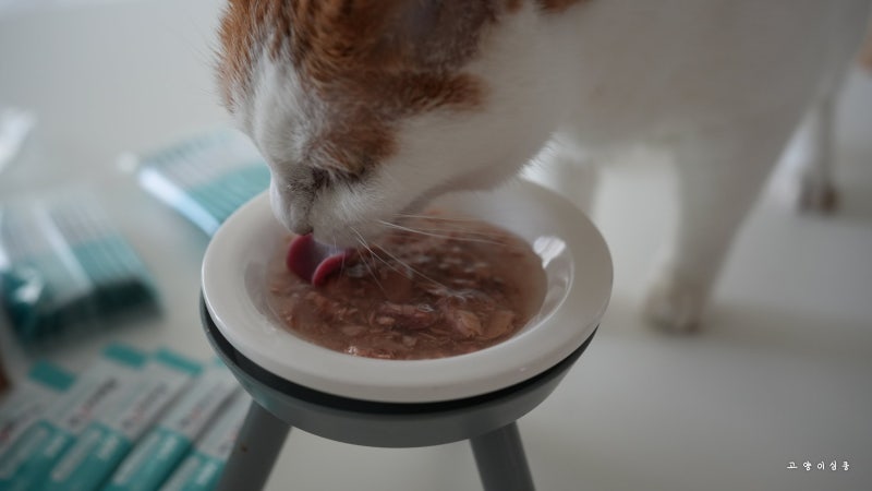 고양이 유산균 추천, 신장관리까지 생각한 페노비스